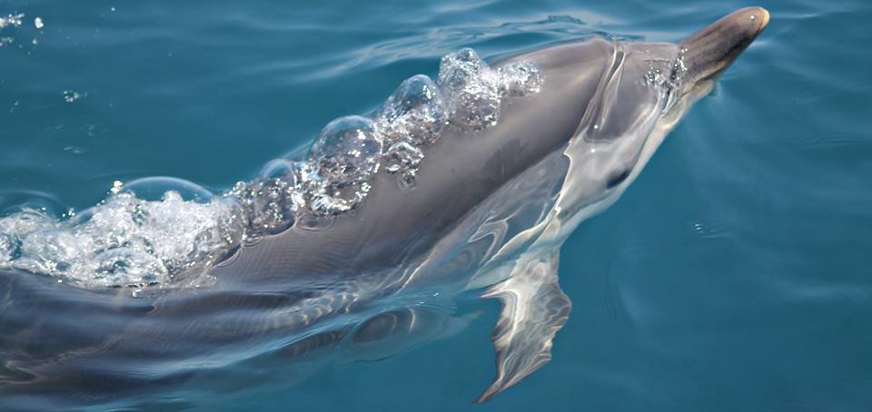 Museo multimediale del mare e dei delfini a Taranto: iniziano i lavori