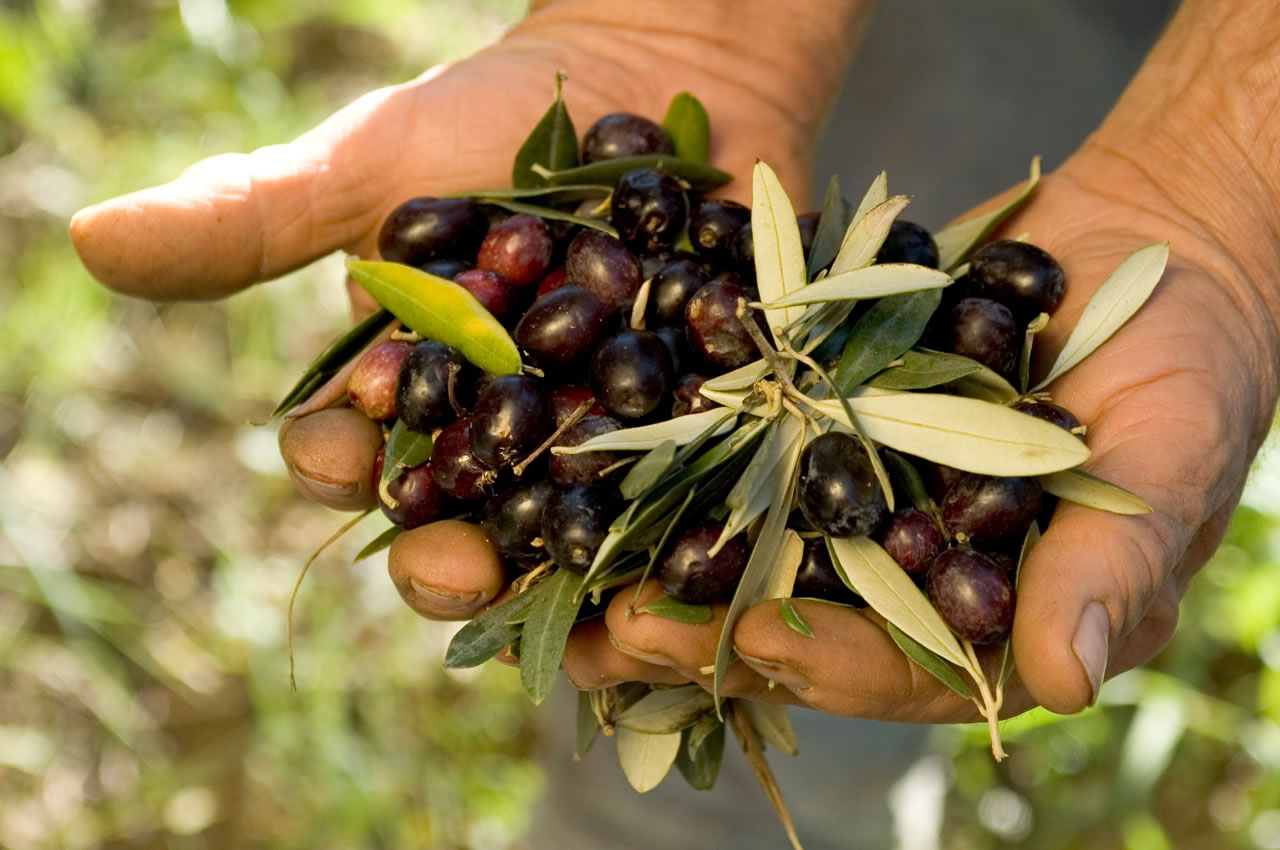 Dalle olive all’olio: bella esperienza per tutti, anche per i turisti