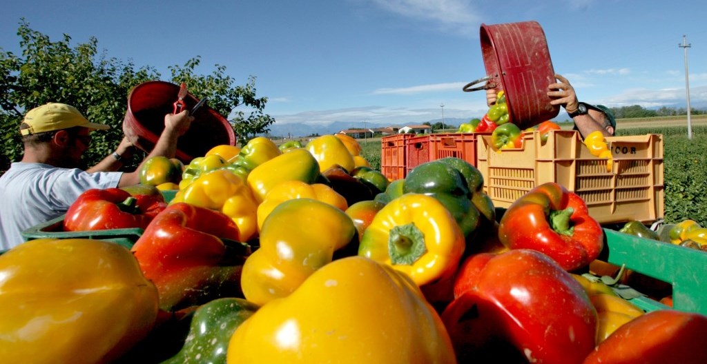 12 tarantini e una missione: garantire frutta e verdura Biologica