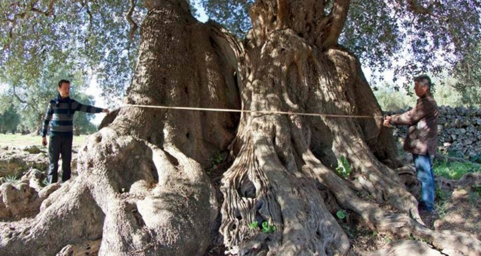 Il Barone, l’ulivo tarantino monumentale che ha oltre 2.000 anni