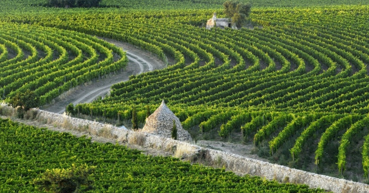 Amastuola, la Masseria con il vigneto giardino più bello del mondo su National Geographic