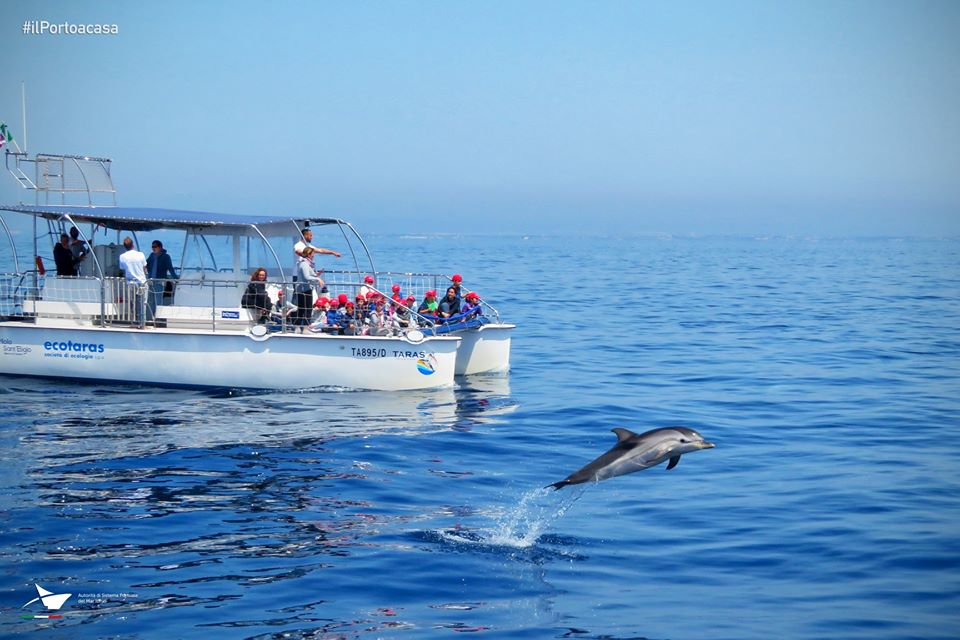 Visite ai delfini